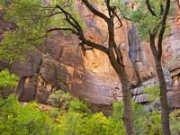 pic for 480x360 Zion National Park Utah